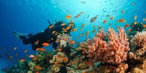 Koh Tao Scuba Diving: Why This Island Is a Diver’s Paradise