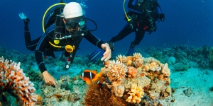 Getting Certified: Your Complete Guide to PADI in Koh Tao