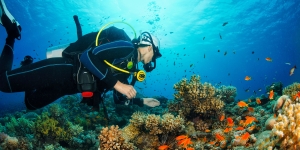 PADI Diving in Koh Tao: Tips for Beginners and Advanced Divers