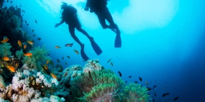 Diving in Koh Tao: Everything You Need to Know Before You Go