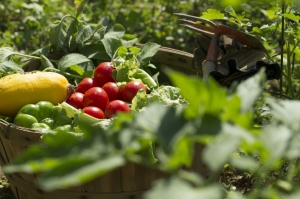 The Complete Guide to Water Soluble Fertilizer: Unlocking the Power of Nutrient-Rich Crops