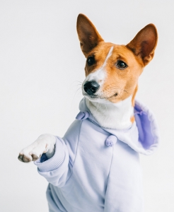 Can Dog Clothes Help with Shedding During Travel?