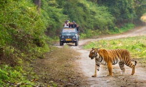 Why Canter Safari Jim Corbett is the Best Way to Explore the Jungle