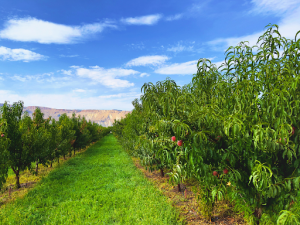 Understanding Chill Hours And Their Importance For Peach Trees