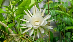 How to Grow Queen of the Night Flower | Tips & Care Guide