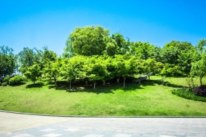 How to Protect Urban Green Spaces: A Step-by-Step Guide