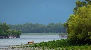 How to Plan the Perfect Sundarban Trip: A Complete Traveler’s Guide