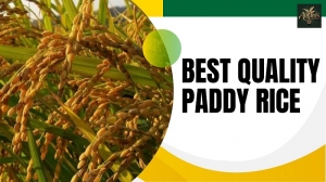 Best Quality Paddy Rice: A Trusted Choice for Global Buyers