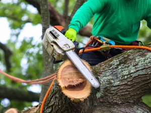 The Essential Guide to Tree Trimming in Myrtle Beach SC: Why Sprouse’s Landscaping Inc. is the Name Locals Trust