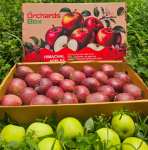 Apples in Himachal Pradesh: A Journey from the Hills to Your Table