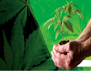 Warum Autoflowering Stecklinge eine großartige Wahl sind