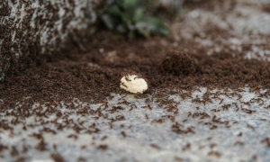 Ant Control Las Vegas: Protect Your Home with Enviro Guard Pest Control