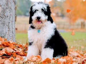 Bernedoodle Puppy for Sale: The Smart Way to Welcome a Lifelong Companion