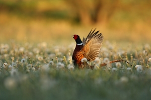 What Are the Ethical Practices Every Pheasant Hunter Should Know?
