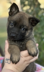 The Importance of Choosing a Responsible Working German Shepherd Breeder in QLD