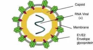 Chikungunya Virus Antigens for Vaccine and Antiviral Research