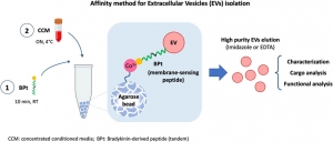 Custom Agarose Particle Services to Empower Biomolecule Purification and Separation