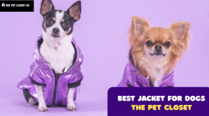 Best Jacket for Dogs: Keep Your Furry Friend Warm and Stylish with The Pet Closet