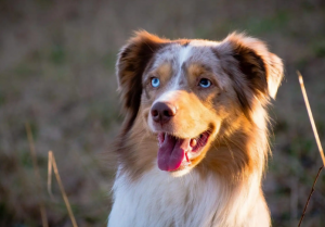 6 Strange Dog Habits That Come from Their Wild Ancestors