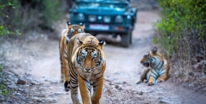 My Unforgettable Encounter with a Tiger in Ranthambore