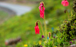 wildflower photography locations China