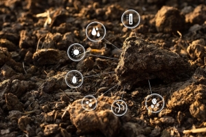 Why Understanding Soil Biology Is Essential for Organic Farming