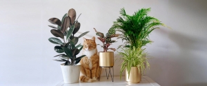 10 Best Pet Friendly Plants for a Safe and Green Home