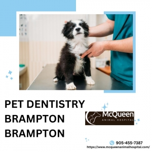 Is Your Pet's Smile Hiding a Secret? Why Pet Dentistry Brampton Brampton is Crucial