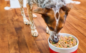 Why Choosing Human-Grade Dog Food Can Transform Your Pet’s Health