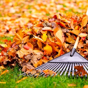 Leaf Removal Made Simple: Protecting Green Spaces This Fall