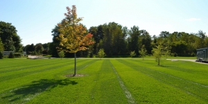 Don't Let Weeds Win: The Case for Professional Weed Control Services