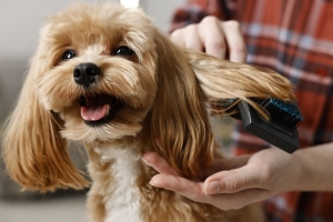 Pet Grooming Done Right: Your Galleria Guide
