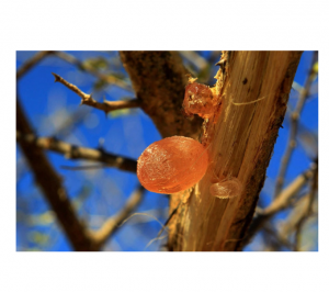 Unlocking the Versatility of Arabic Gum: From Ancient Tradition to Modern Industry