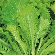 Mustard Greens Manufacturing Plant Setup 2025: Machinery Cost, and Business Plan