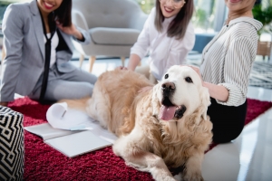 How Do You Know If Your Pet Should Be Taken to a Vet Hospital?