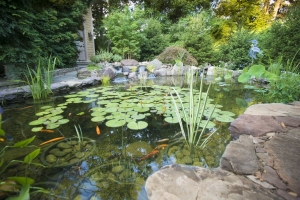 Pond Treatments Explained: Keeping Your Garden Pond Clean and Clear Year-Round