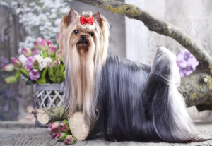 Professional Dog Grooming in Pearland, Texas: The Finest Treatment Ever!