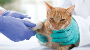Ins and Outs of Cat Insurance: A Must-Have Safety Net for Responsible Cat Owners