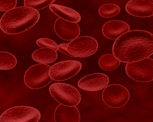 A microscopic view of red blood cells, often used to represent blood cancer and hematology studies.