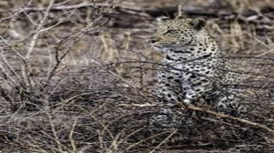 Why an African Safari is the Best Family Vacation You’ll Ever Take