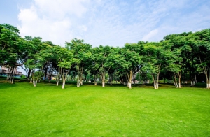 What Are the Important Benefits of Green Spaces in Communities?