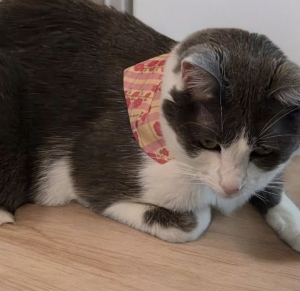 How to Measure Your Cat for the Perfect Collar or Bandana