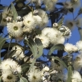 Hydrosols and Essential Oils – Q&A Guide