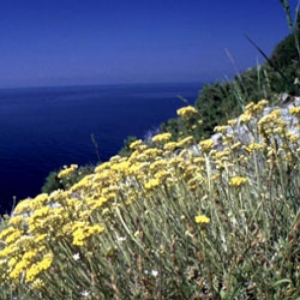 Immune Boosting Essential Oils – Building Natural Resilience
