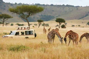 From Maasai Mara to Serengeti: The Ultimate Safari Experience