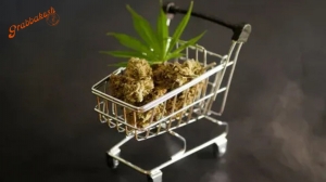 How Reliable Is Whitby Weed Delivery for Your Cannabis Needs?