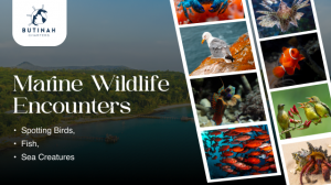 Marine Wildlife Encounters: Spotting Birds, Fish, and Sea Creatures Near the Marina