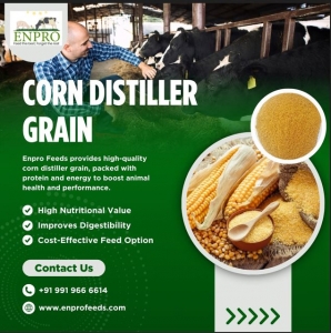 Corn Distiller Grain: A Nutritional Powerhouse for Livestock