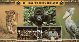Photography Tours in Uganda: Capturing Wildlife & Culture With eVisa
