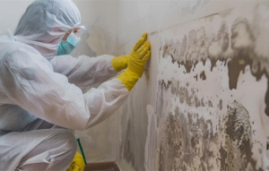 Mold Removal Inspection: Why It Matters and How It Protects Your Home